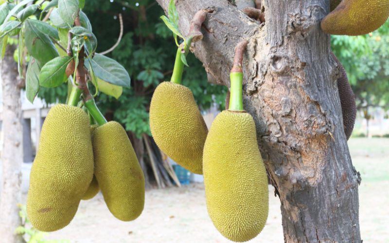 Giá mít Thái ngày 21/3/2024: Điều chỉnh nhẹ trong mức giá