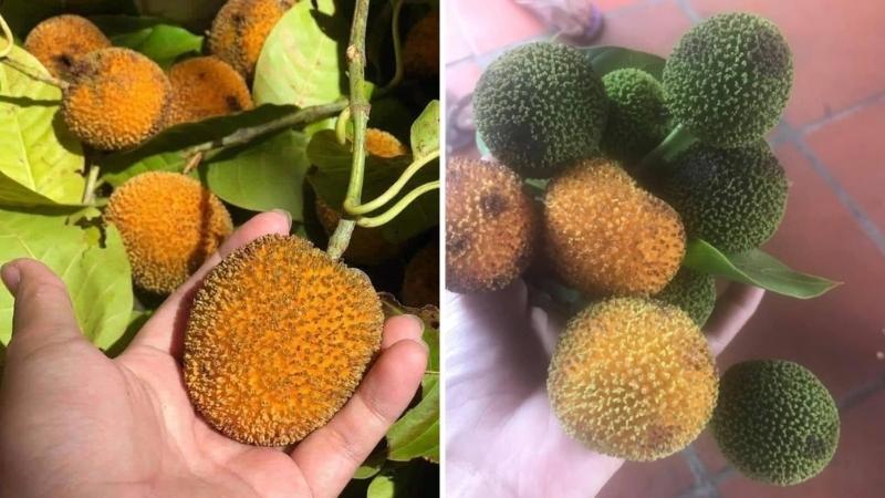 Loại quả mọc tự nhiên ở khe suối, giá bán dao động từ 100.000 đến 120.000 đồng mỗi kilogram.