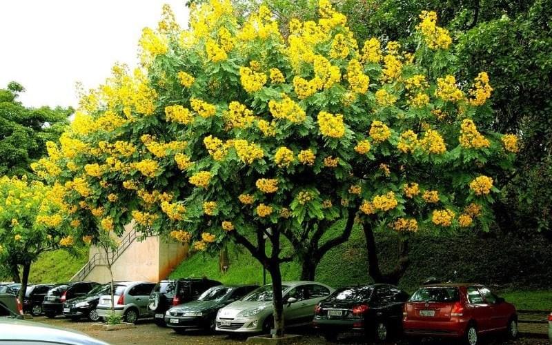 Cây giáng hương: Tìm hiểu về vẻ đẹp, ý nghĩa và cách trồng, chăm sóc loại cây này tại nhà