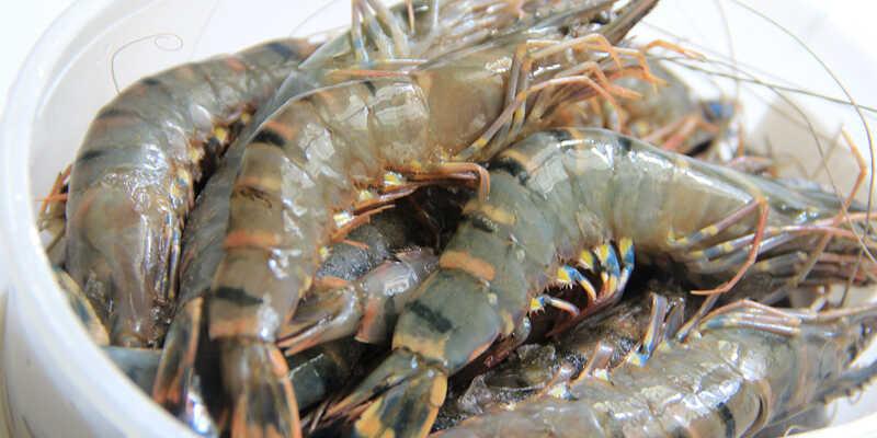 Khám phá bí quyết lựa chọn tôm tươi ngon nhất