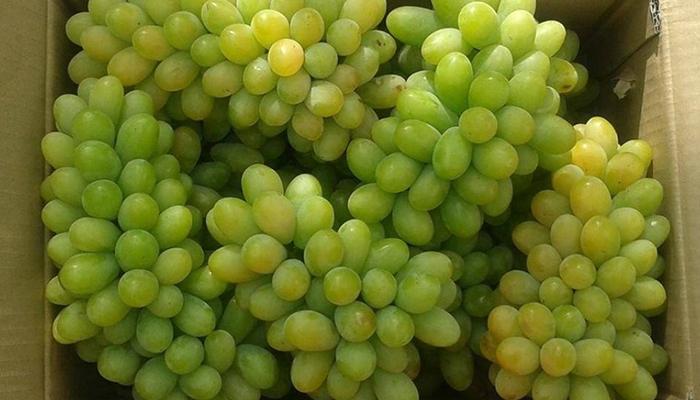 Những loại nho phổ biến luôn được các chị em ưa chuộng vì hương vị đặc biệt và lợi ích sức khỏe mà chúng mang lại.