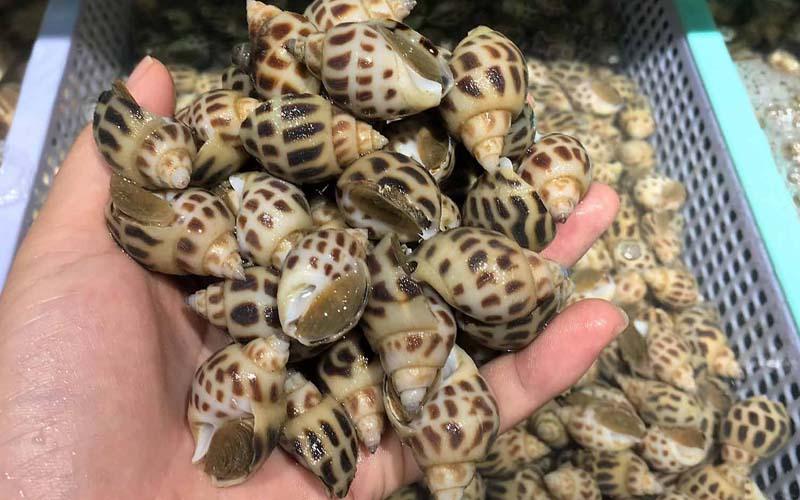 Khám phá cách bảo quản ốc hương luôn giữ được độ tươi ngon như vừa mới mua