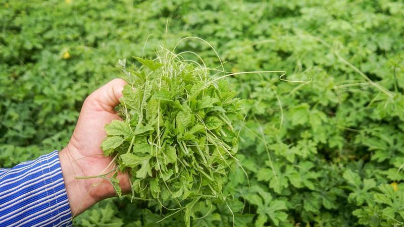 Khám phá tác dụng và cách sử dụng lá mướp đắng rừng, một thảo dược tự nhiên đầy tiềm năng cho sức khỏe.