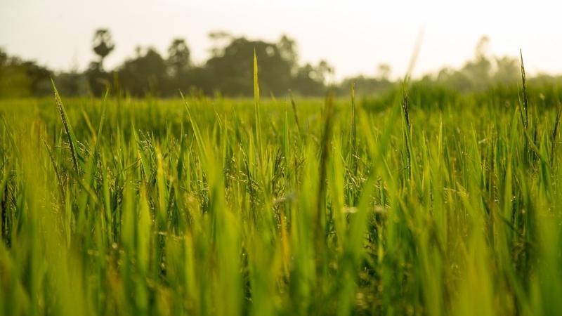 Giá lúa gạo hôm nay 7/6/2022: Giống lúa Đài Thơm 8 giảm 100 đồng/kg