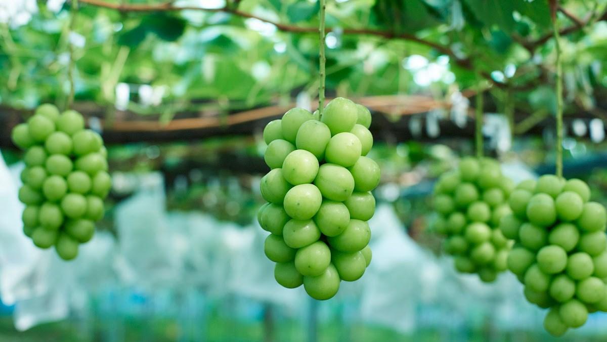 Nho mẫu đơn là gì? Những loại nho mẫu đơn, cách chọn mua và bảo quản tốt nhất?