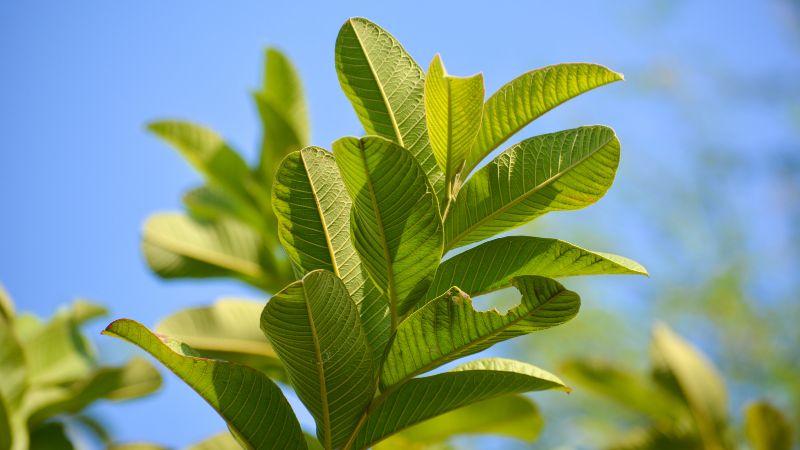 Khám phá 5 phương pháp chữa hôi miệng bằng lá ổi ngay tại nhà, đơn giản và hiệu quả.