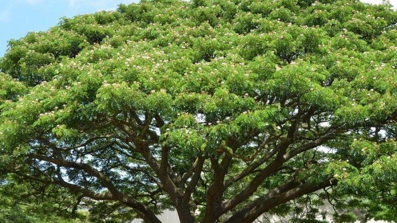Cây me tây: Tìm hiểu ý nghĩa, hình ảnh và cách chăm sóc cây tại nhà