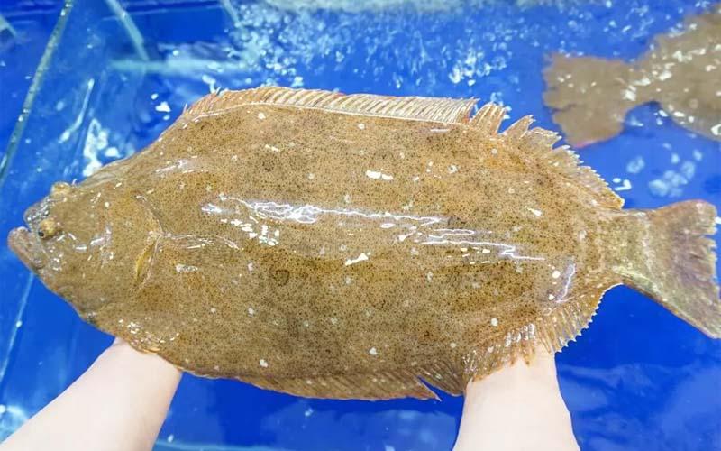 Cá bơn, hay còn gọi là cá lưỡi trâu, là một loại cá đặc biệt có hình dáng phẳng và giá trị dinh dưỡng cao. Bạn đã biết cách chọn mua cá bơn tươi ngon chưa? Hãy cùng tìm hiểu về nguồn gốc, giá cả và nơi mua cá bơn chất lượng trong bài viết dưới đây.