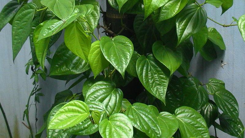 Chữa viêm họng bằng lá trầu không không mang lại hiệu quả như mong đợi và không gây tác dụng phụ nghiêm trọng.