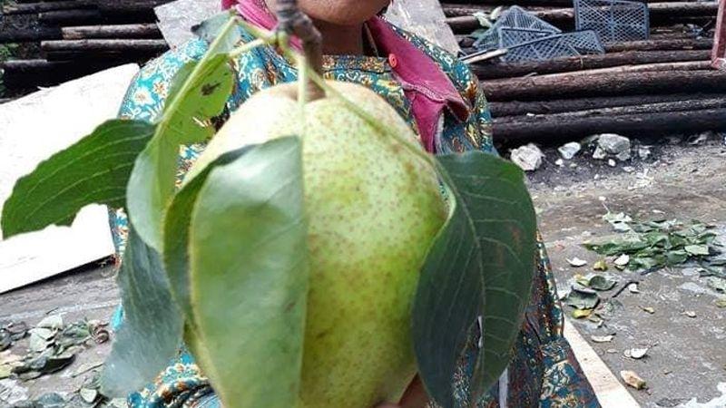 Bí quyết chọn lê Hà Giang chất lượng, tránh mua phải hàng Trung Quốc