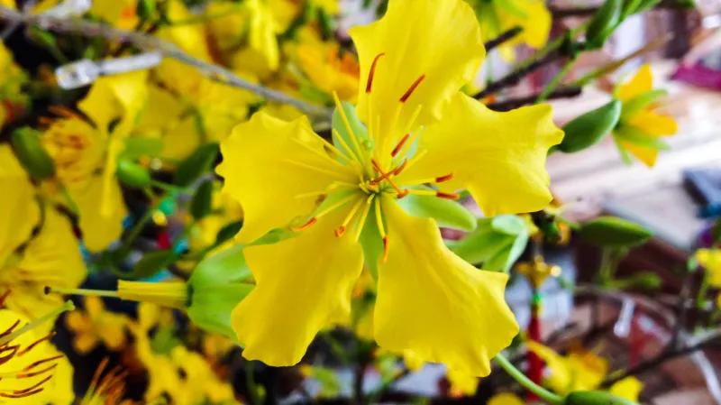Bí quyết giữ đào, mai luôn tươi suốt mùa Tết
