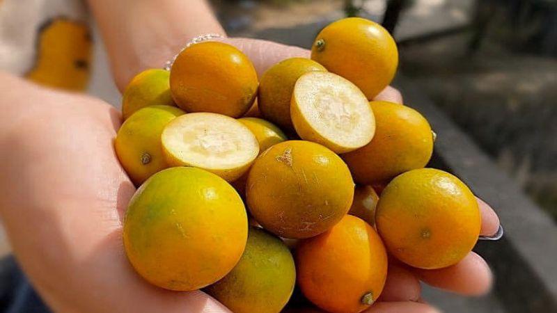 Trái kim quất là một loại quả đặc biệt, hứa hẹn mang đến những trải nghiệm thú vị. Bạn có muốn biết nơi mua và giá bán một kilogram trái kim quất? Hãy cùng khám phá qua bài viết này.