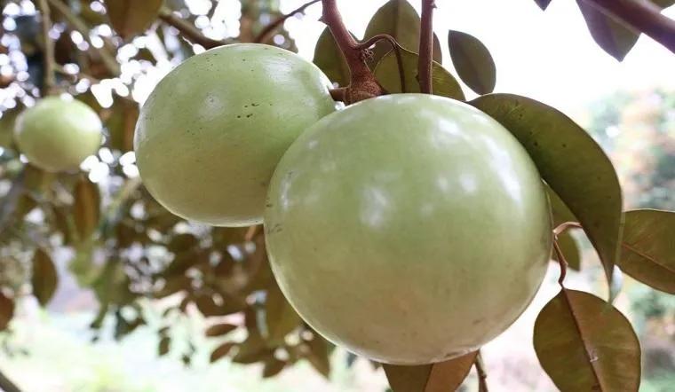Thưởng thức vú sữa đúng cách không chỉ mang lại hương vị thơm ngon mà còn hỗ trợ sức khỏe một cách hiệu quả.