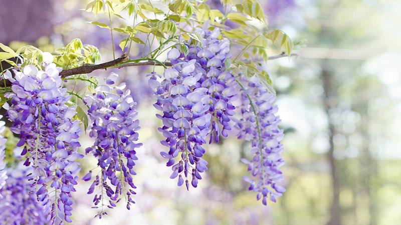 Hoa tử đằng: Ý nghĩa, công dụng và cách chăm sóc đúng cách