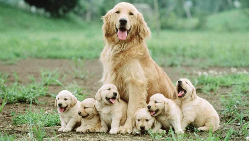 Cách tính tuổi thật của chó mèo cưng một cách nhanh chóng và chính xác