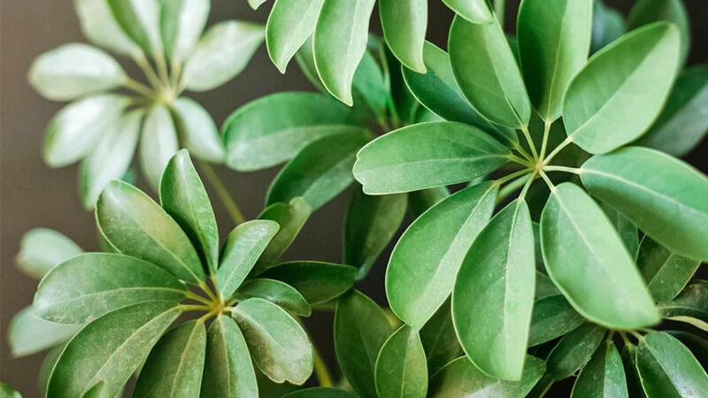 Ý nghĩa của cây ngũ gia bì trong phong thủy như thế nào? Cách trồng và chăm sóc cây này ra sao?