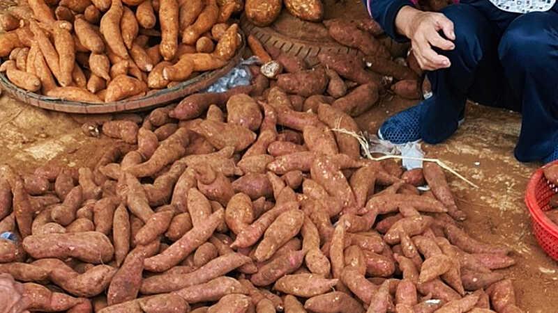 Khám phá cách chọn khoai lang mật ngon, dù là luộc hay nướng đều giữ được hương thơm ngọt ngào, béo bùi hấp dẫn.
