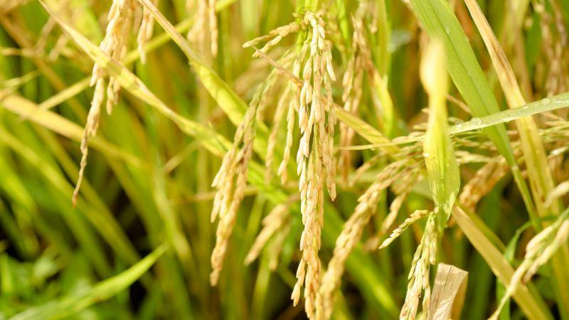 Giá gạo Jasmine hôm nay, 25/9/2023: Tăng thêm 1.000 đồng/kg, mang đến cơ hội mới cho người tiêu dùng.