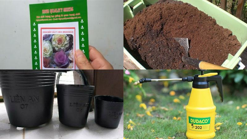 Hướng dẫn trồng bắp cải hoa hồng: kết hợp hoàn hảo giữa thực phẩm và cây kiểng đẹp mắt