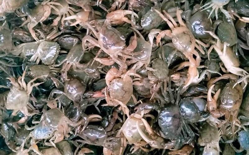 Hướng dẫn cách chọn cua đồng tươi ngon, thịt chắc, đầy gạch, đảm bảo chất lượng từng con.