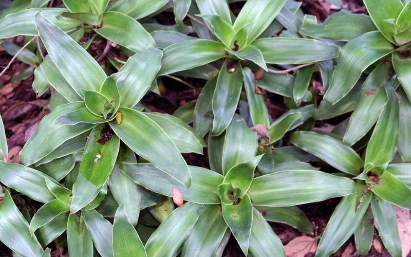 Phương pháp chữa ho từ lá lược vàng mà bạn có thể chưa biết đến