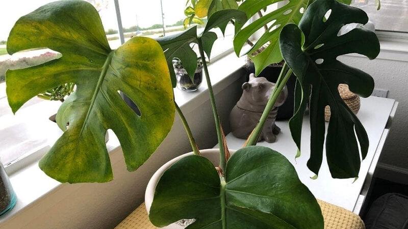 Vì sao cây trầu bà lá xẻ bị vàng lá? Nguyên nhân và cách khắc phục hiệu quả