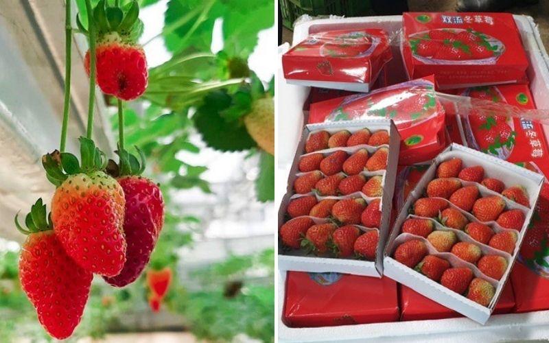 5 dấu hiệu giúp bạn nhận diện dâu Trung Quốc giả danh dâu Việt