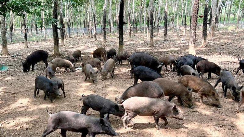 Heo rừng lai là giống heo đặc biệt, kết hợp giữa heo rừng và heo bản địa, mang đến hương vị thơm ngon, giòn dai. Khám phá ngay những món ăn hấp dẫn từ thịt ba rọi heo rừng lai và thưởng thức sự khác biệt trong từng miếng thịt.