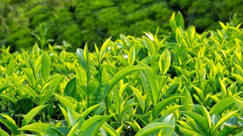 Khám phá công thức chế biến đá viên trà xanh dành cho việc gội đầu, giúp tóc trở nên mềm mượt và bóng bẩy chỉ sau lần sử dụng đầu tiên.