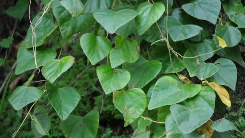 Thạch găng là một loại thạch phổ biến, nhưng bạn đã hiểu rõ về nó? Cùng khám phá sự khác biệt giữa thạch găng và sương sâm qua bài viết này.
