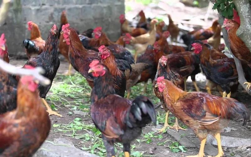 Cập nhật giá gia cầm ngày 06/02/2024: Vịt đồng loạt tăng giá