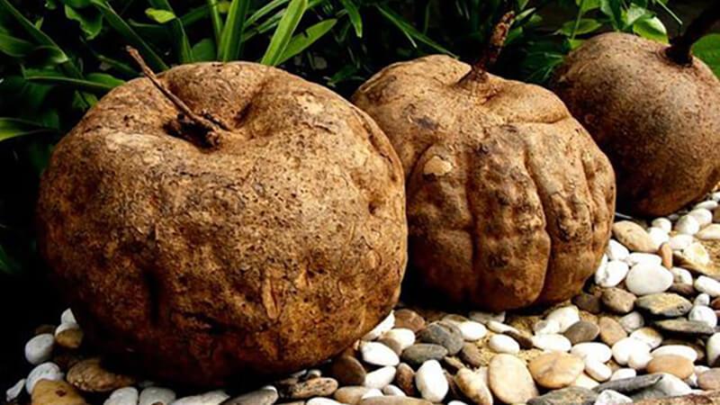 Sâm tố nữ là một loại thảo dược có nguồn gốc từ thiên nhiên, với nhiều tác dụng tuyệt vời đối với sức khỏe phụ nữ. Vậy, Sâm tố nữ là gì và giá trị thực sự của nó ra sao? Hãy cùng khám phá những điều thú vị về loài thảo dược này.