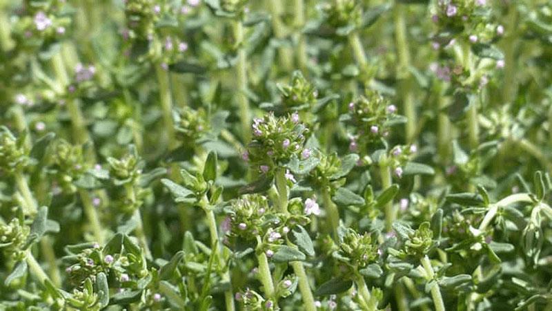 Cỏ xạ hương (Thyme) là một loại thảo mộc kỳ diệu với hương thơm dịu nhẹ, mang đến nhiều lợi ích sức khỏe quý giá. Được biết đến phổ biến ở châu Âu, cỏ xạ hương không chỉ là gia vị tuyệt vời mà còn là một phương thuốc tự nhiên mang lại sự thư giãn và cải thiện sức khỏe.