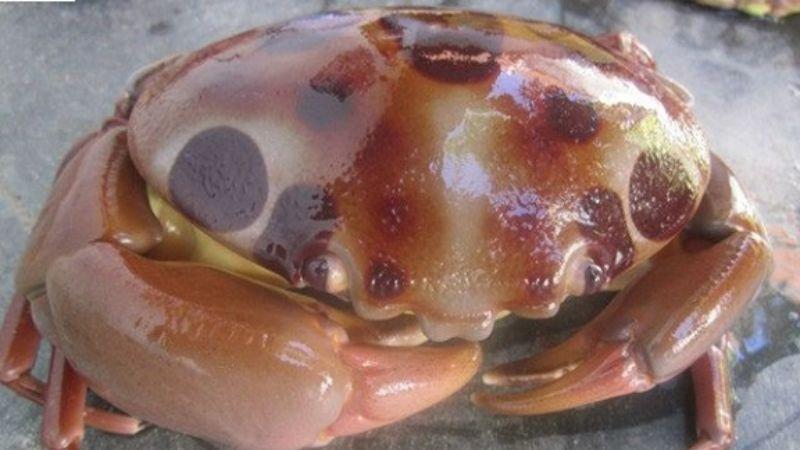 Loại cua quý hiếm này có giá 500.000 đồng/kg, và luôn được săn lùng bởi những ai yêu thích đặc sản độc đáo.