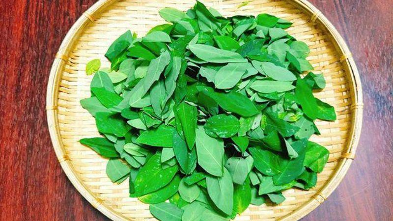Ăn rau ngót mỗi ngày có thực sự mang lại lợi ích cho sức khỏe? Ai là người nên hạn chế tiêu thụ rau ngót?