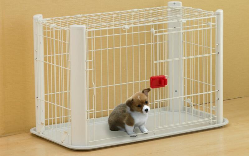 Hướng dẫn nuôi chó cơ bản cho những "con sen" mới bắt đầu