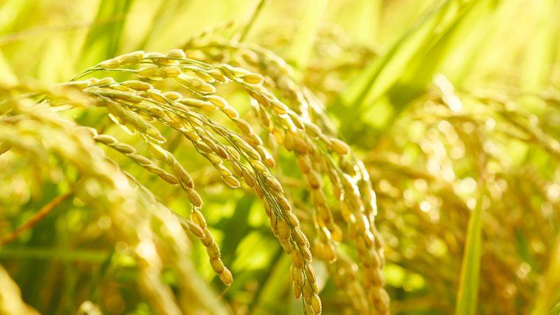 Giá lúa gạo hôm nay 31/1/2023: Vẫn ổn định, không có sự thay đổi