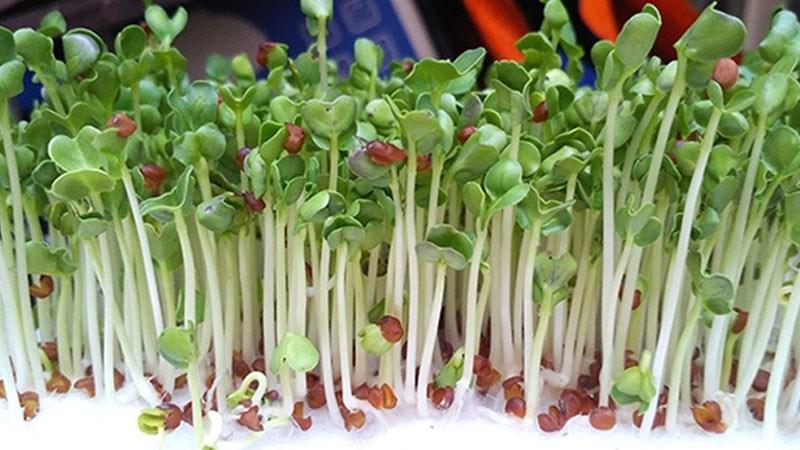 Khám phá hai phương pháp trồng rau mầm bằng rổ đơn giản, nhanh chóng, vừa đảm bảo sự sạch sẽ lại tươi ngon.