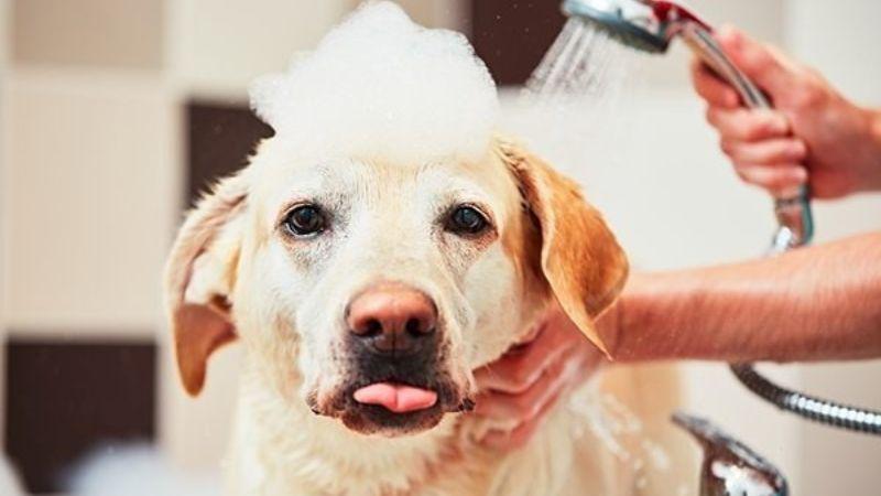 Sữa tắm cho chó: Hướng dẫn chọn lựa và những lưu ý quan trọng