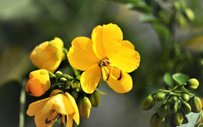 Trà senna là gì? Tìm hiểu những lợi ích và cách pha trà senna tại nhà