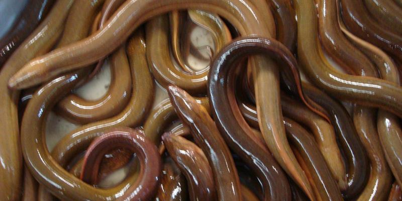 Những điều cần tránh khi chế biến thịt bò