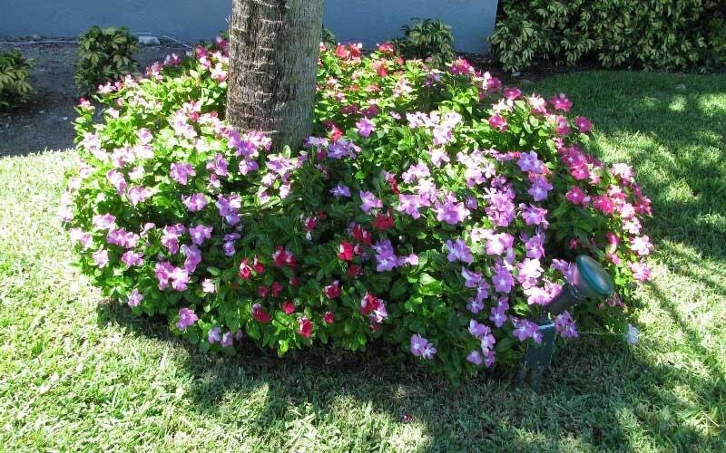 Khám phá cách chăm sóc và những công dụng tuyệt vời ít người biết đến của cây hoa dừa cạn