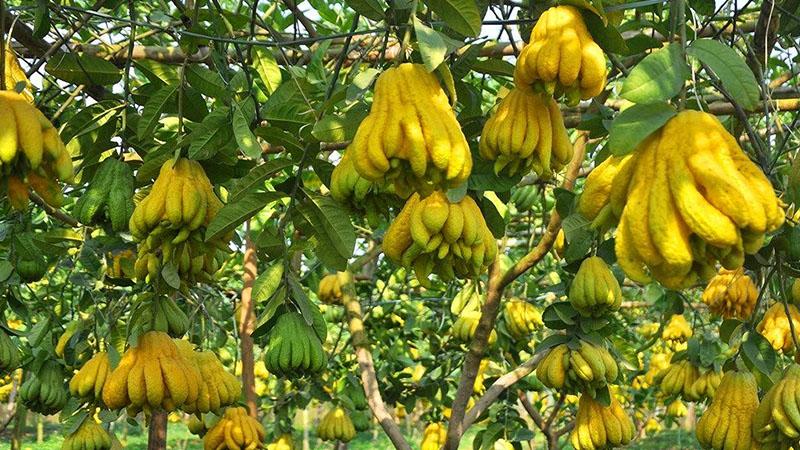 Phật thủ: Hương thơm thanh khiết và những ý nghĩa sâu xa của trái cây này