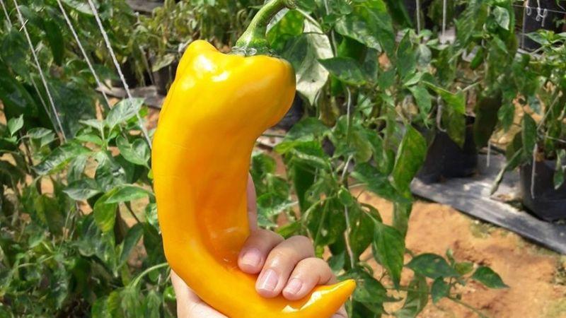 Ớt 'siêu khổng lồ' với giá trị đắt đỏ nhưng vẫn thu hút khách xếp hàng mua