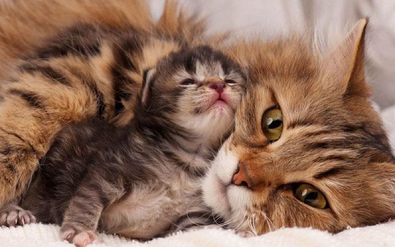 Những mũi tiêm phòng cần thiết cho mèo là gì? Chi phí tiêm phòng cho mèo ra sao? Cùng khám phá những câu hỏi này để bảo vệ sức khỏe cho thú cưng của bạn.