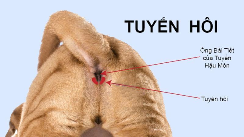 Tuyến mồ hôi ở chó là gì, chúng nằm ở đâu và cách thức lấy tuyến mồ hôi của chó như thế nào