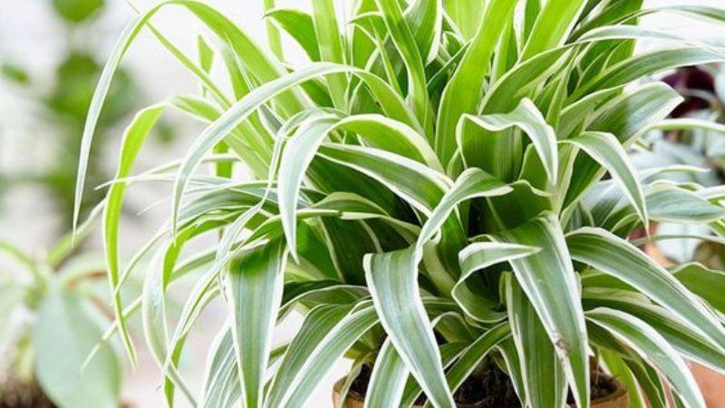 Khám phá ý nghĩa cây mẫu tử, hình ảnh đặc trưng, cũng như cách trồng và chăm sóc cây mẫu tử tại nhà để mang lại không gian sống ấm cúng và tràn ngập yêu thương.