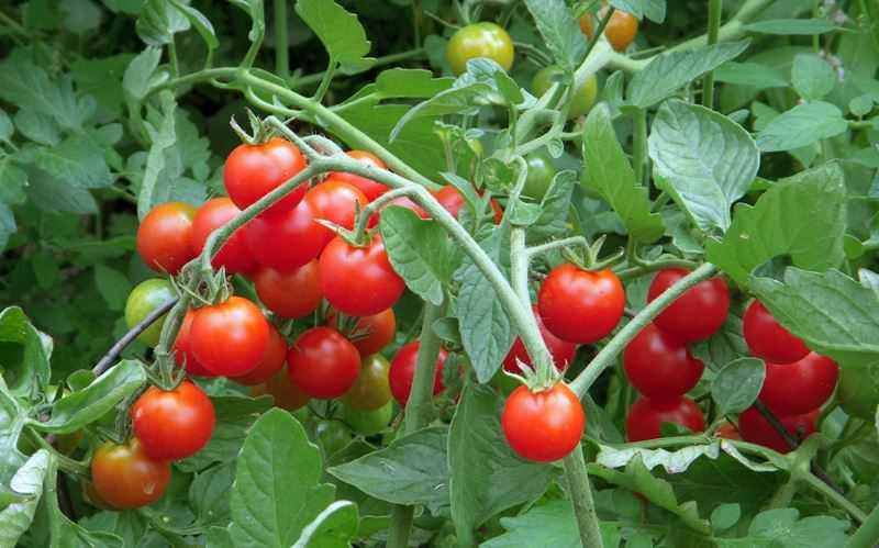 Cà chua: 10 lợi ích bất ngờ và những món ăn hấp dẫn