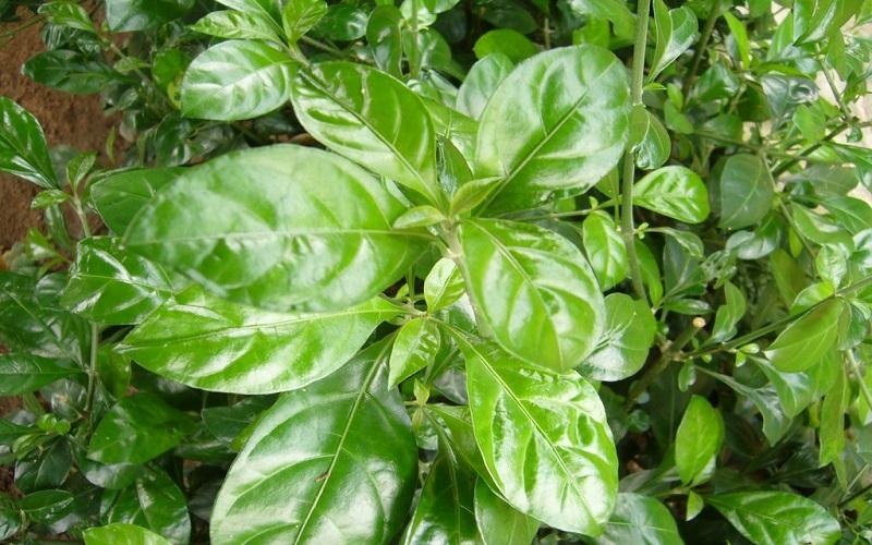 Cây Ắc Ó: Khám phá ý nghĩa, hình ảnh và cách chăm sóc tại gia