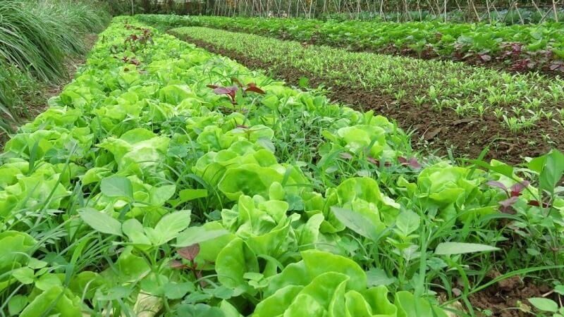 Rau hữu cơ là gì và vì sao chúng lại có giá cao hơn so với rau thông thường?